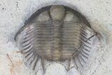 Four Trilobite Species In Association - Jorf, Morocco #138935-9